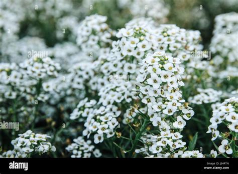 white early spring flowers|tiny white flowers in clusters.